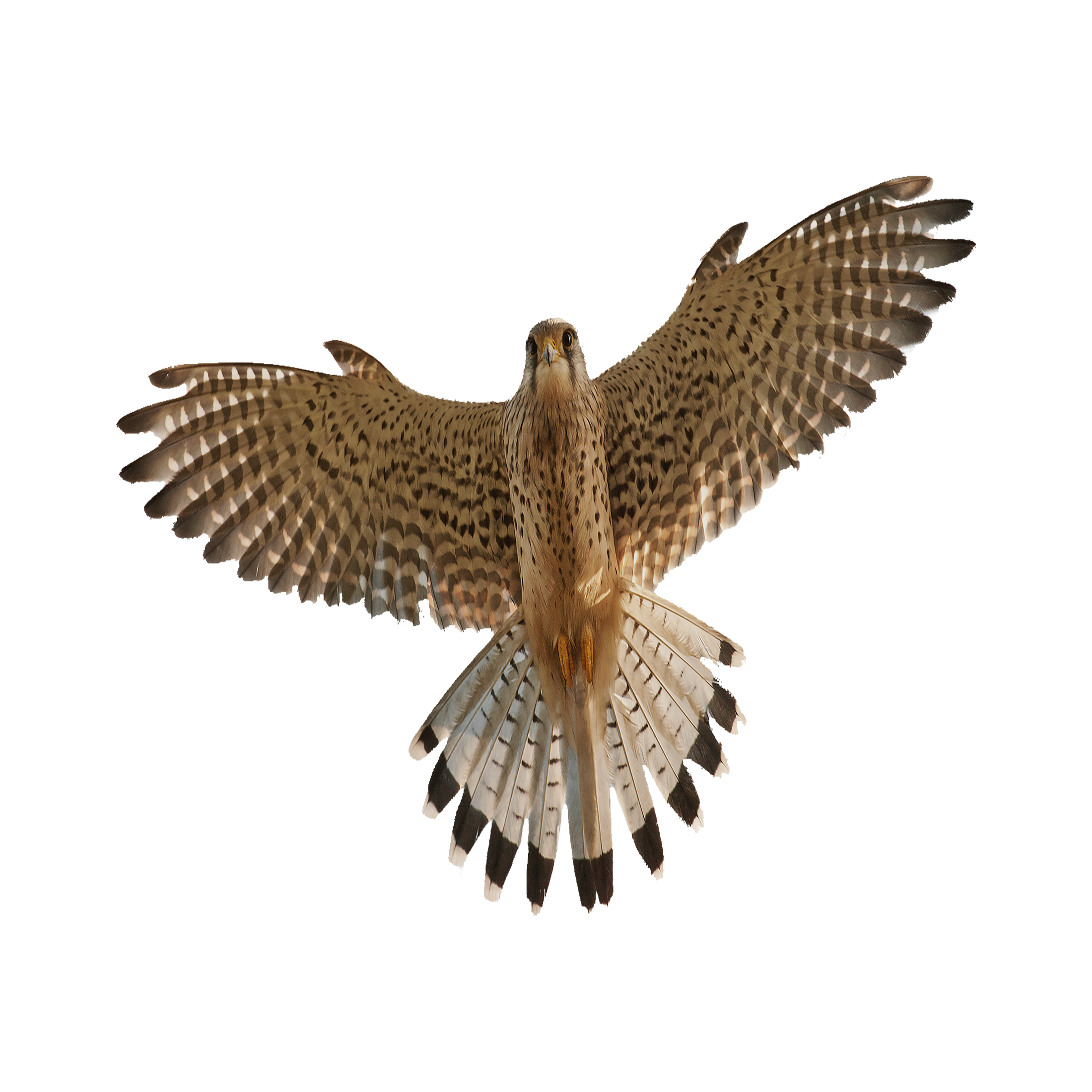 Common Buzzard Transparent Photo