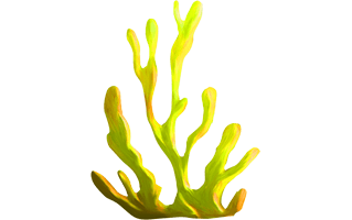 Coral Reef PNG