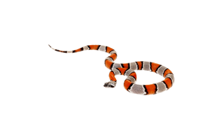 Coral PNG