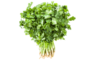 Coriander PNG
