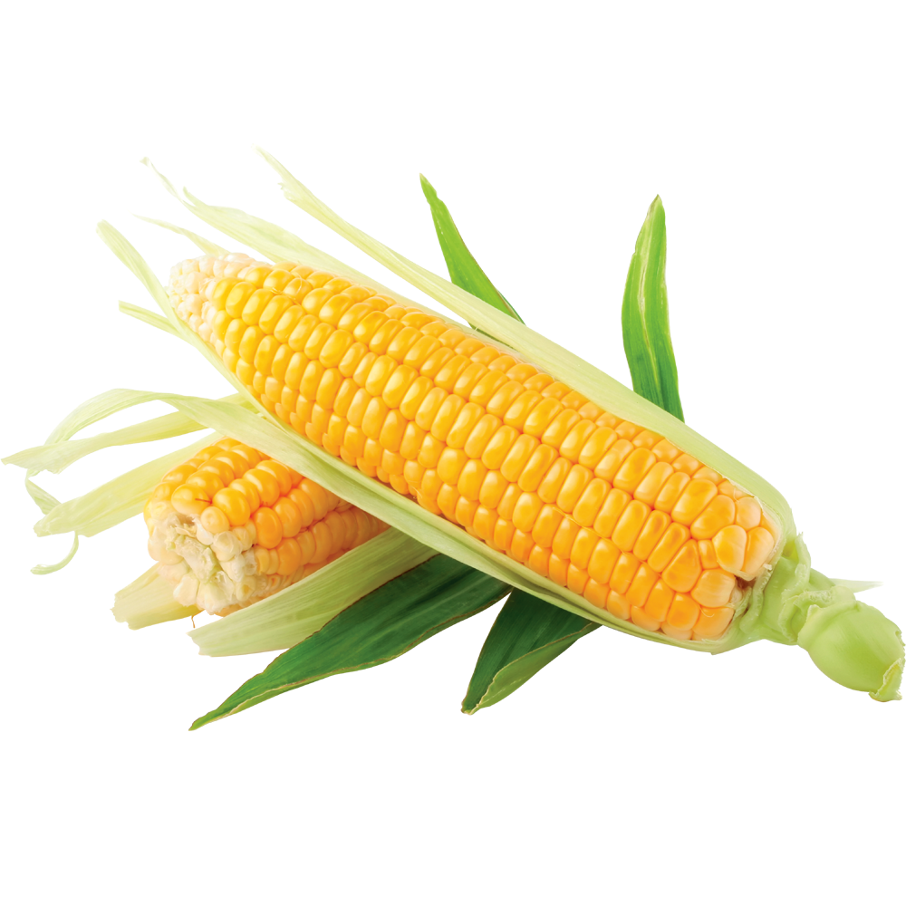 Corn кукуруза. Фалькон гибрид кукурузы. НК Фалькон кукуруза. Семена кукурузы НК Фалькон, Сингента. Кукуруза Маис.
