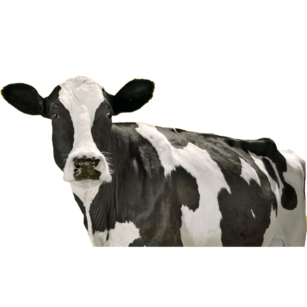 Cow Transparent Gallery