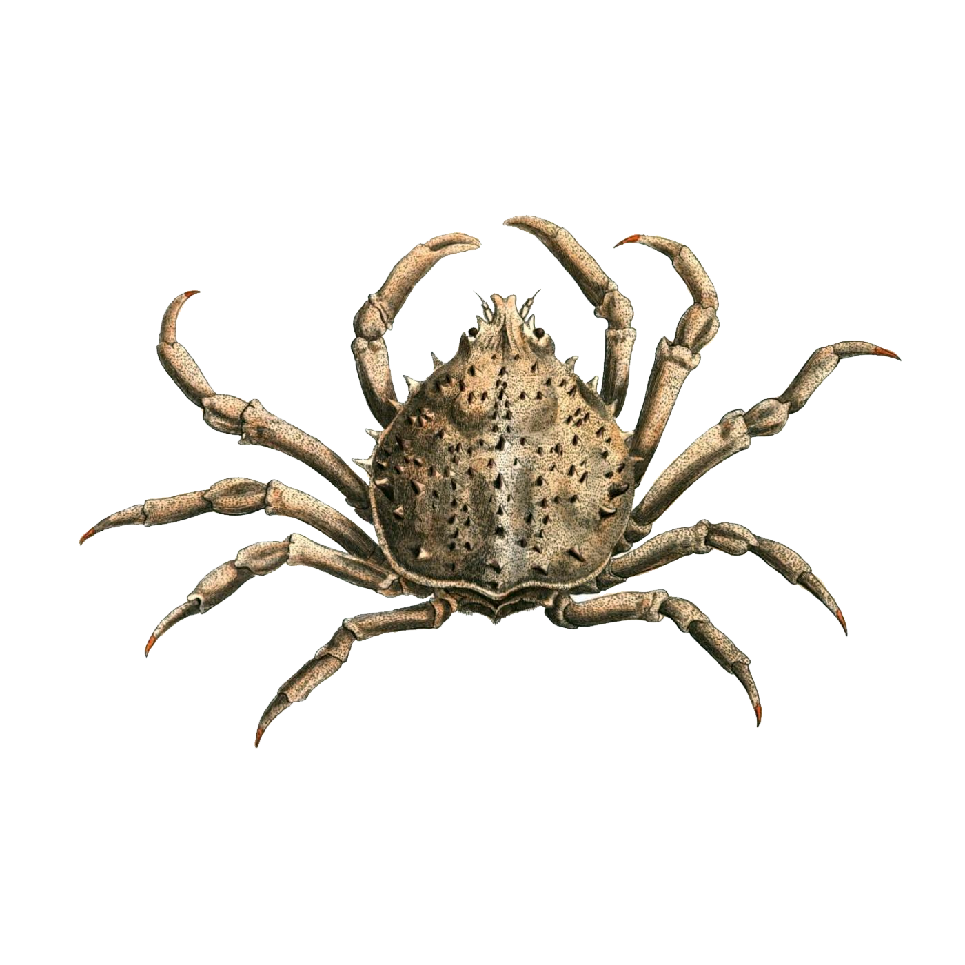 Crab Spider Transparent Image
