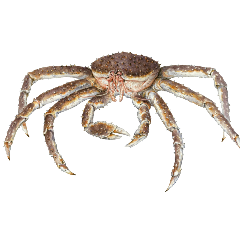 Crab Spider Transparent Picture
