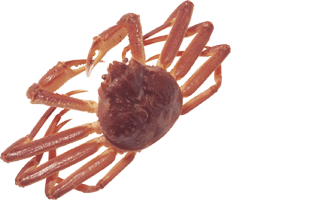 Crab PNG