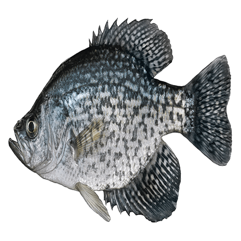 Crappie Fish Transparent Image