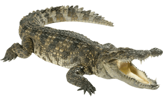 Crocodile PNG
