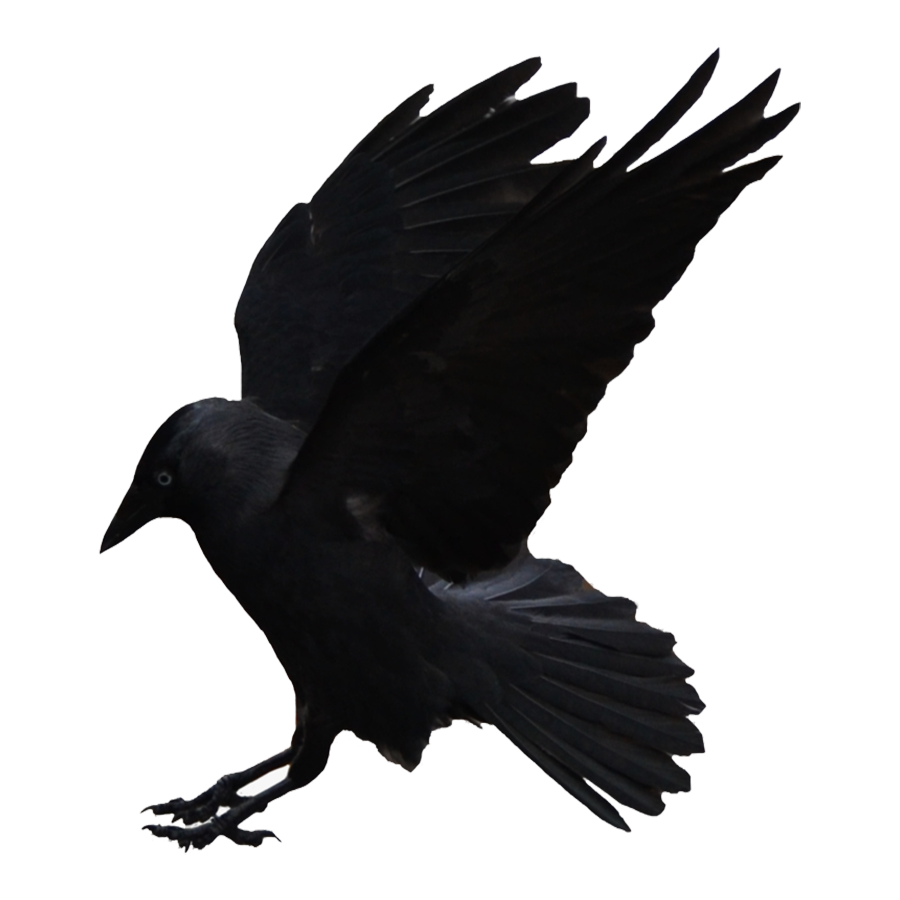 Crow Transparent Picture