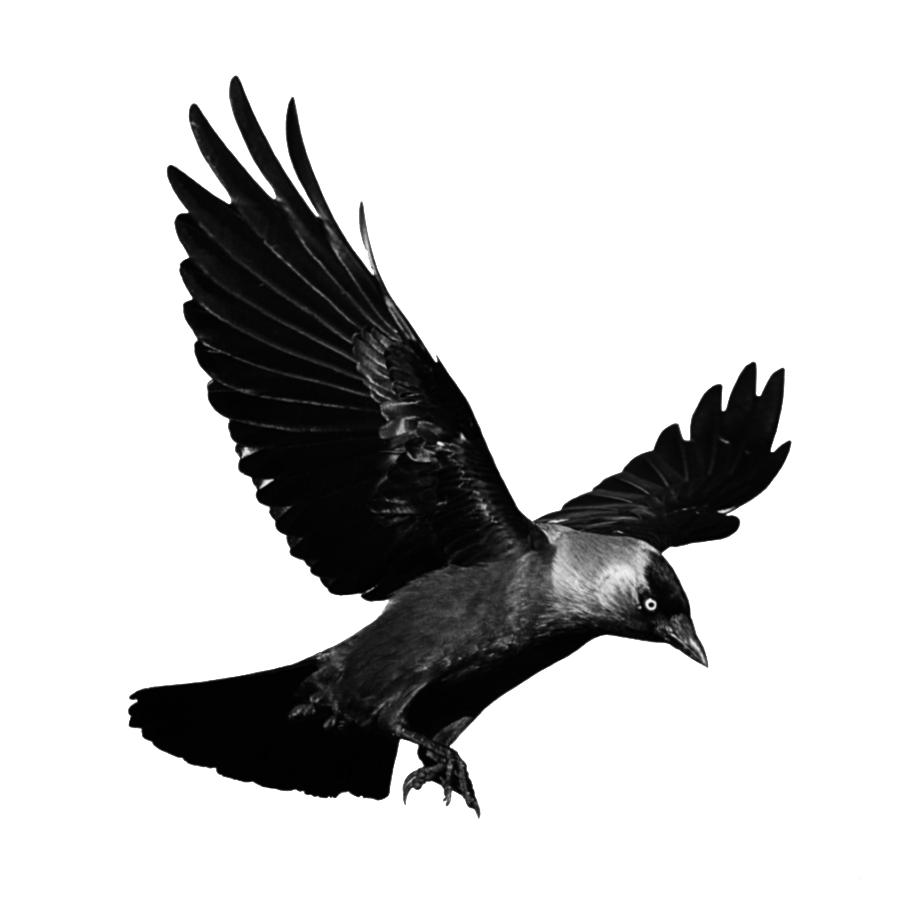 Crow Transparent Clipart