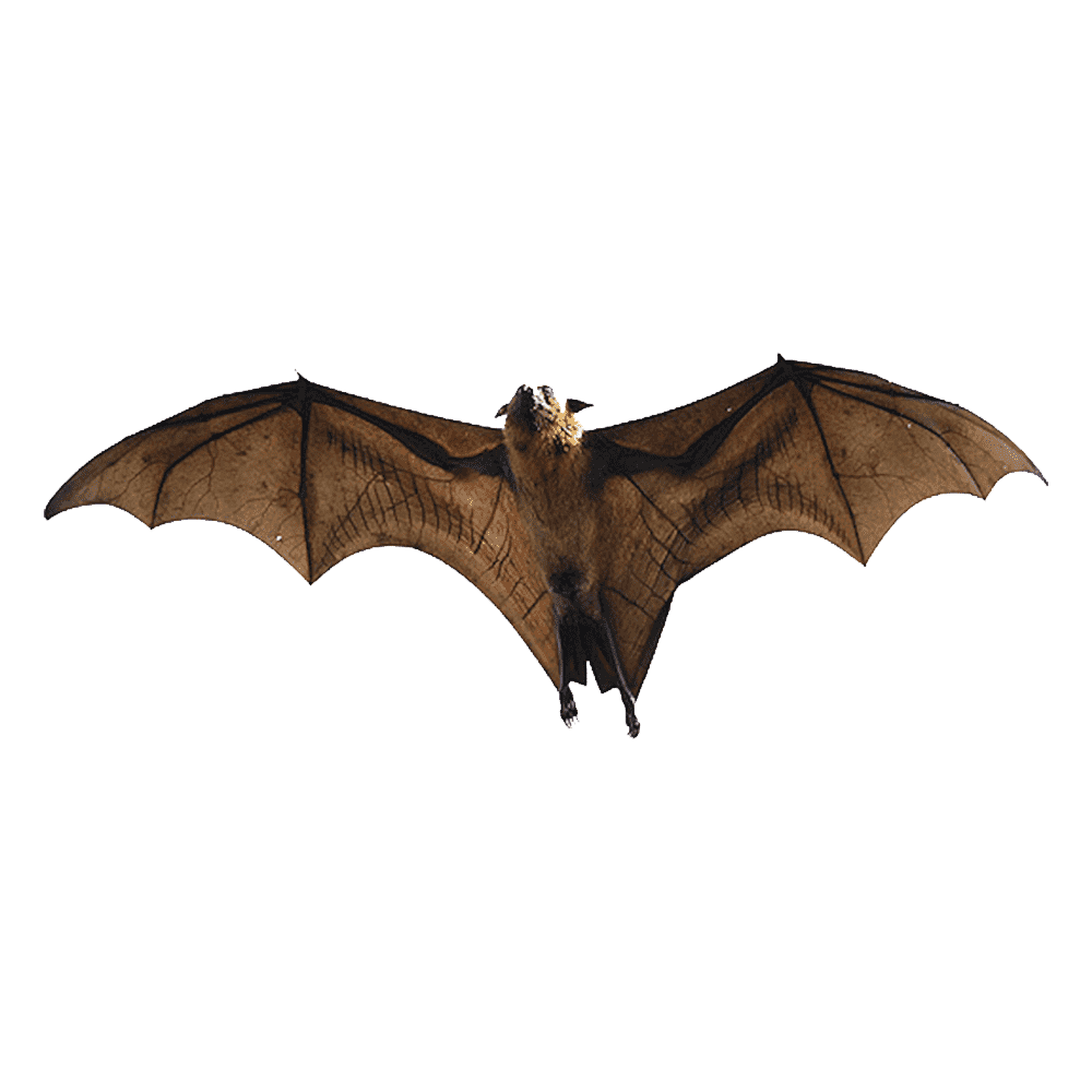 Crowned Flying Fox Transparent Photo