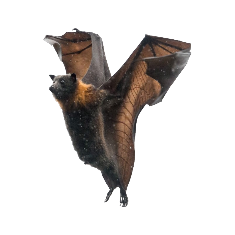 Crowned Flying Fox Transparent Clipart