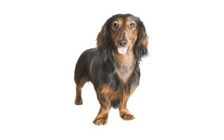 Dachshund PNG