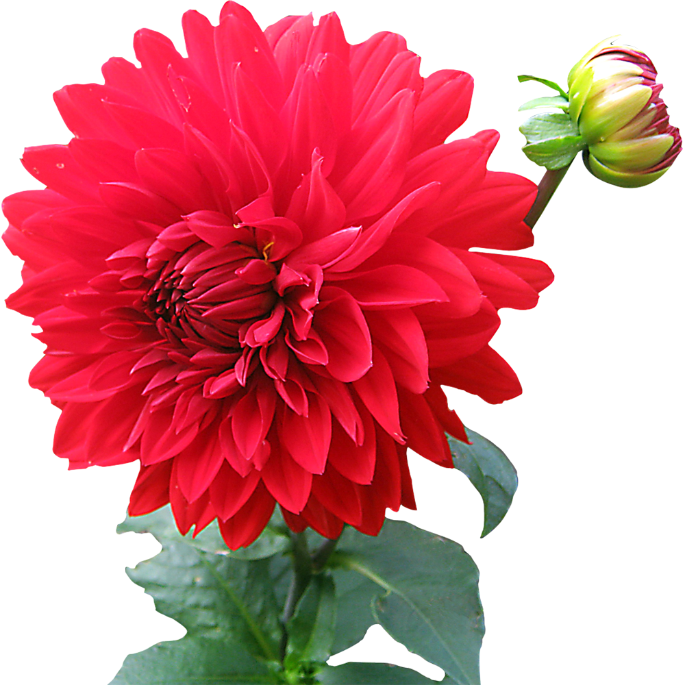 Dahlia Flower Transparent Image