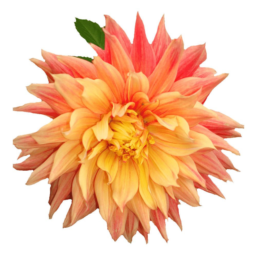 Dahlia Flower Transparent Picture