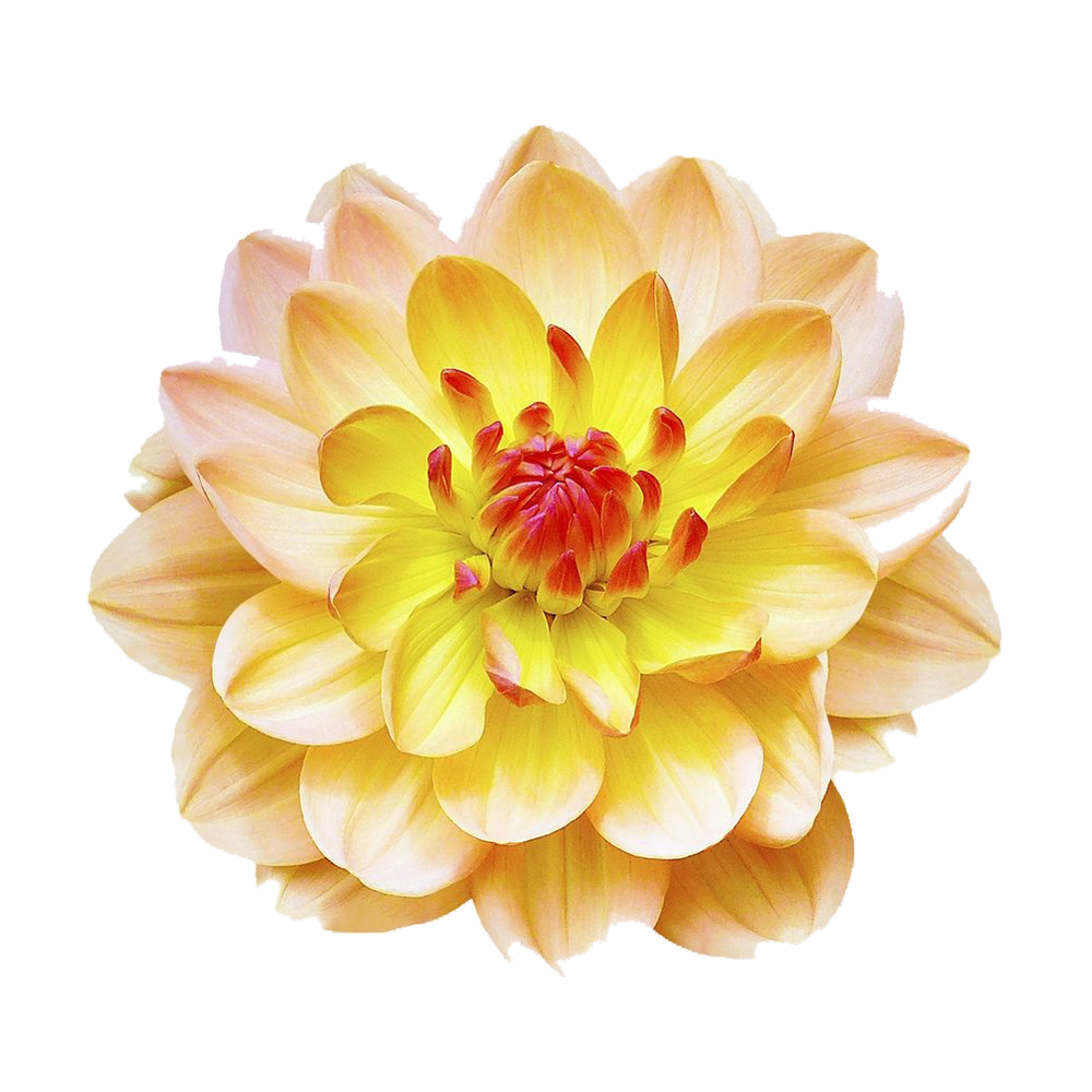 Dahlia Flower Transparent Gallery
