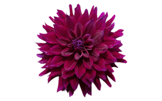 Dahlia PNG