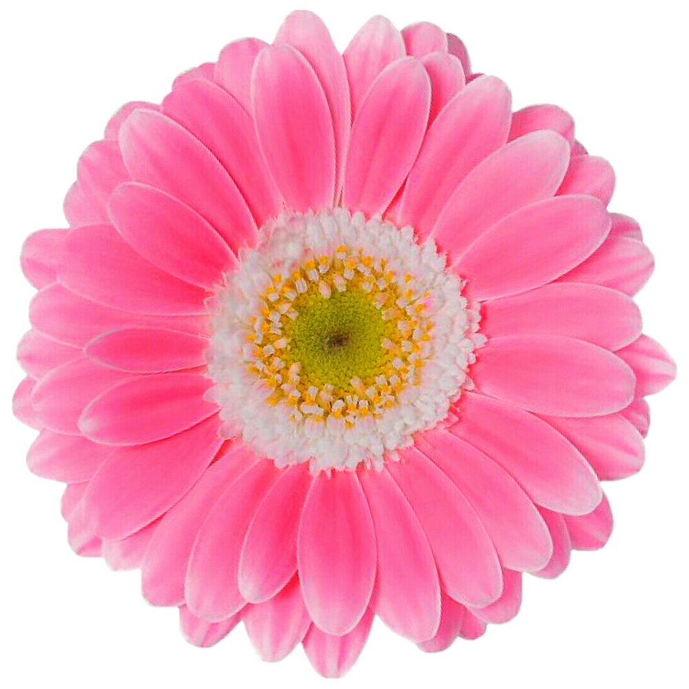 Daisy Flower Transparent Clipart