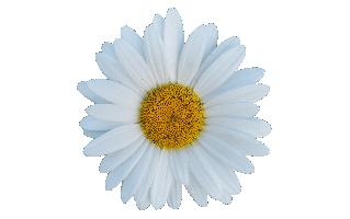Daisy Flower PNG