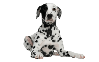 Dalmatian PNG