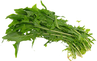 Dandelion Greens PNG