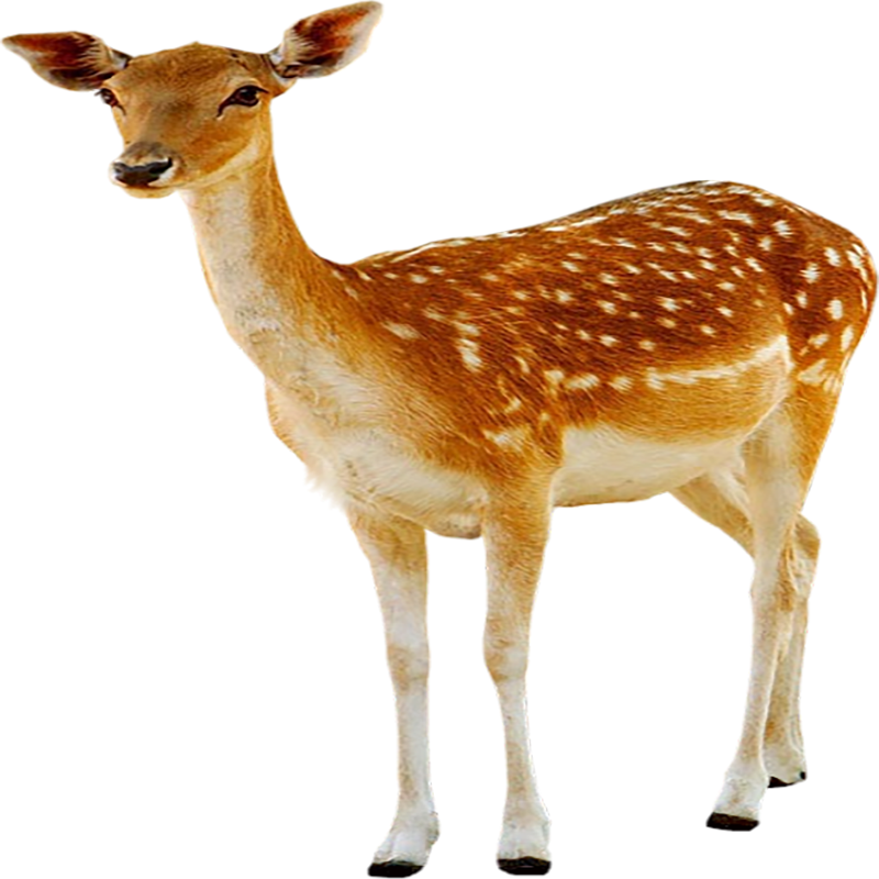 Deer Transparent Image