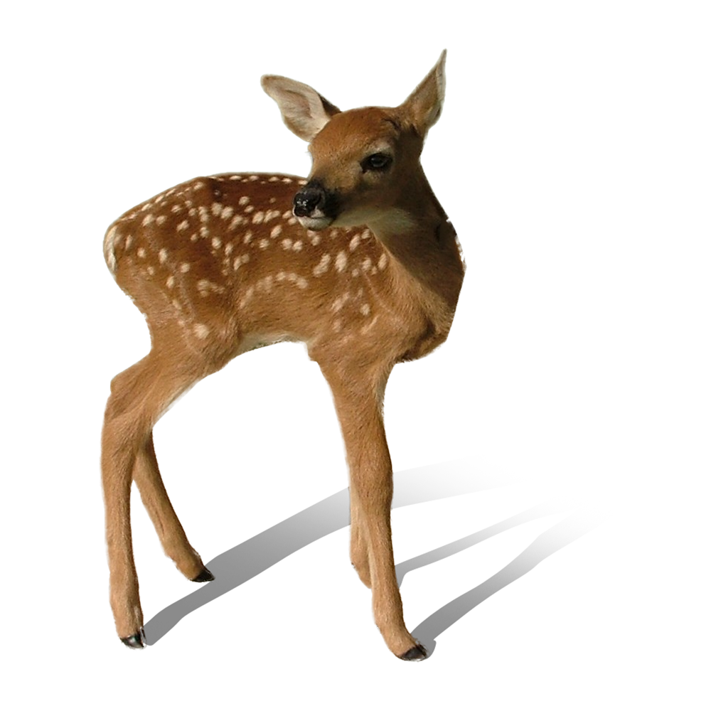 Deer Transparent Clipart