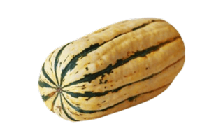 Delicata Squash PNG