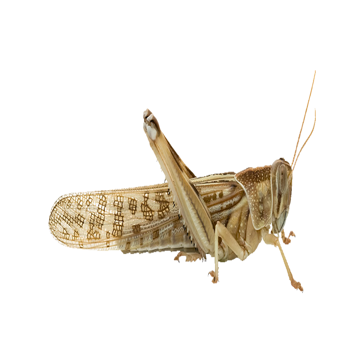 Desert Locust Transparent Picture