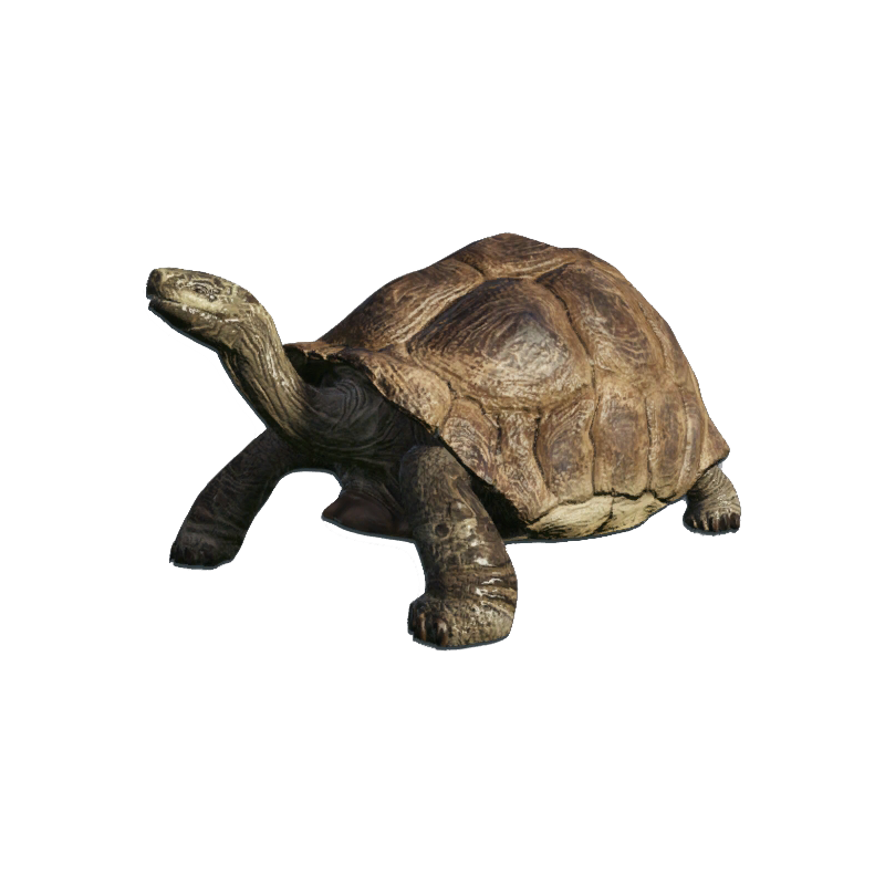 Desert Tortoise Transparent Image