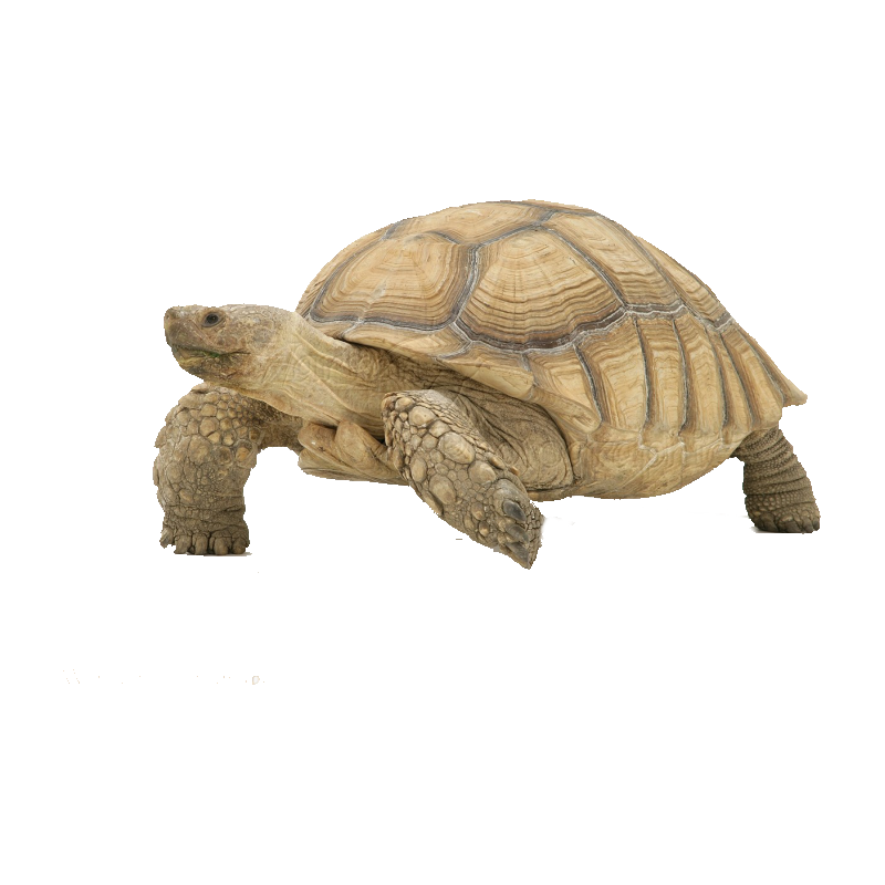 Desert Tortoise Transparent Clipart