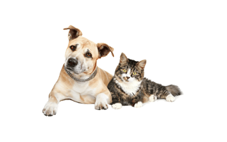 Dog Cat PNG