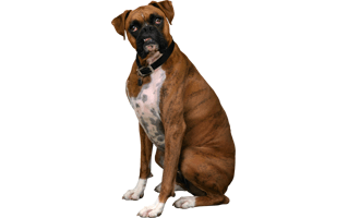 Dog Sitting PNG