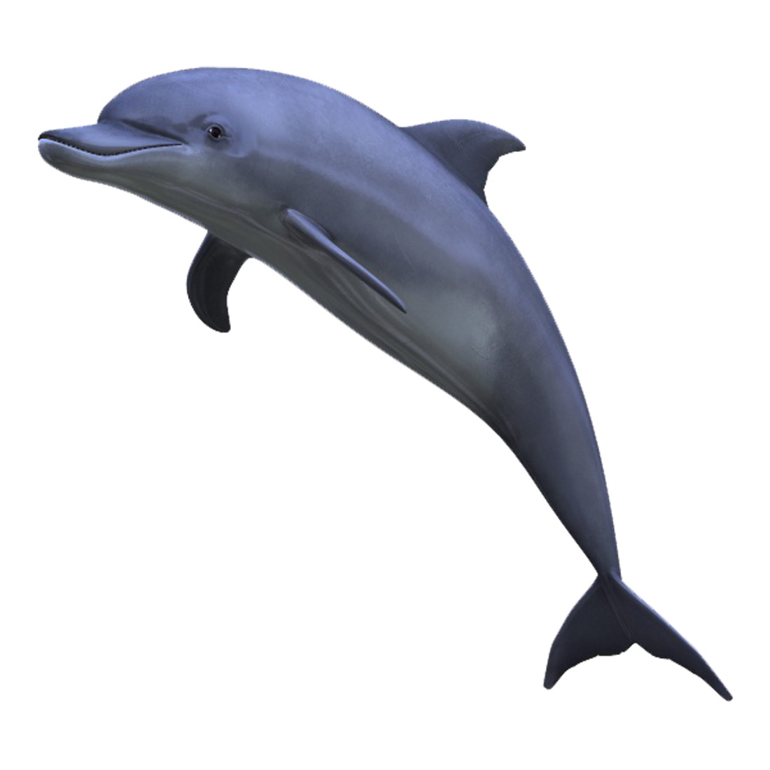 Dolphin Transparent Image