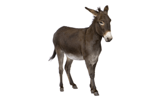 Donkey PNG