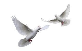 Dove PNG