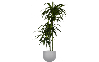 Dracaena Plant PNG