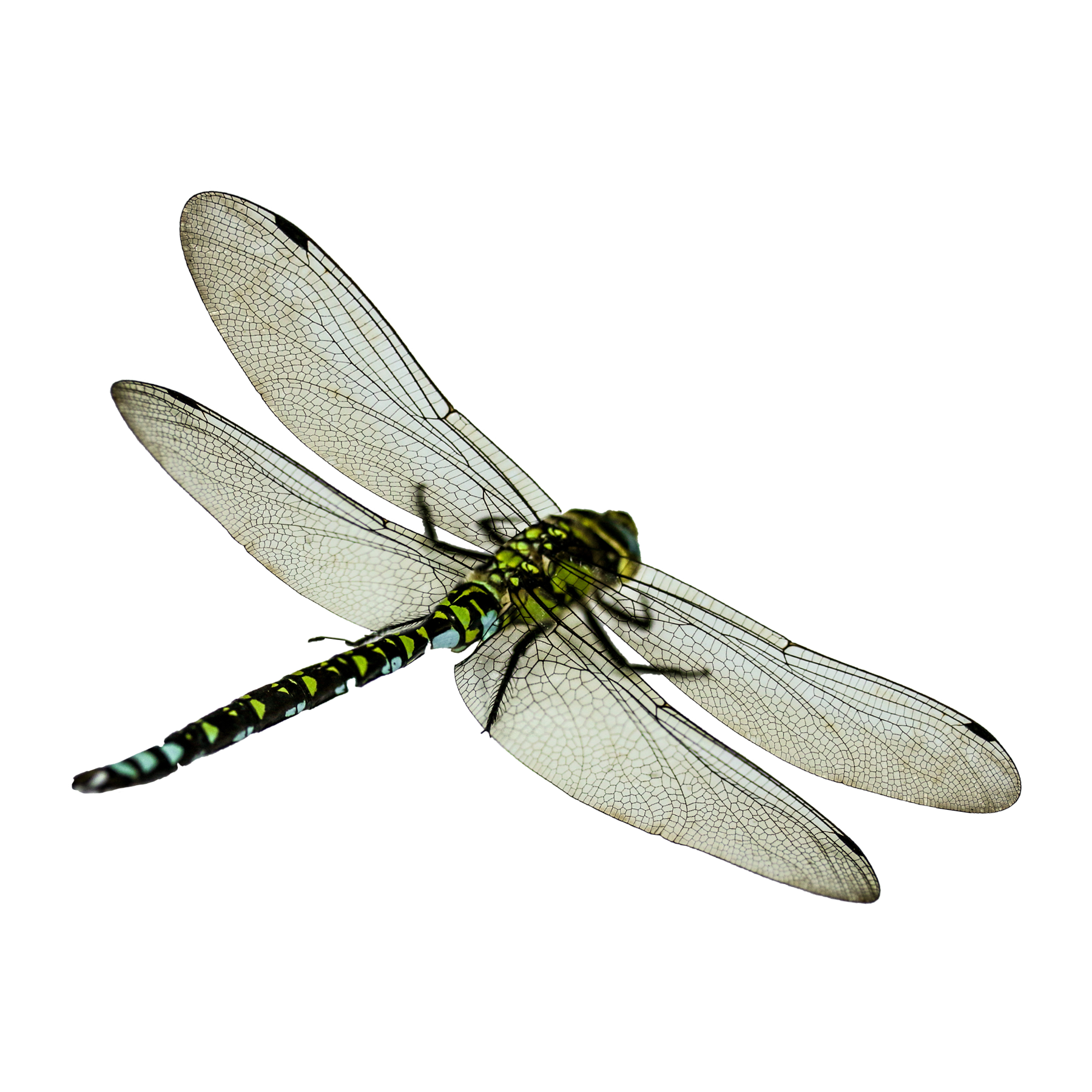 Dragonfly Transparent Picture