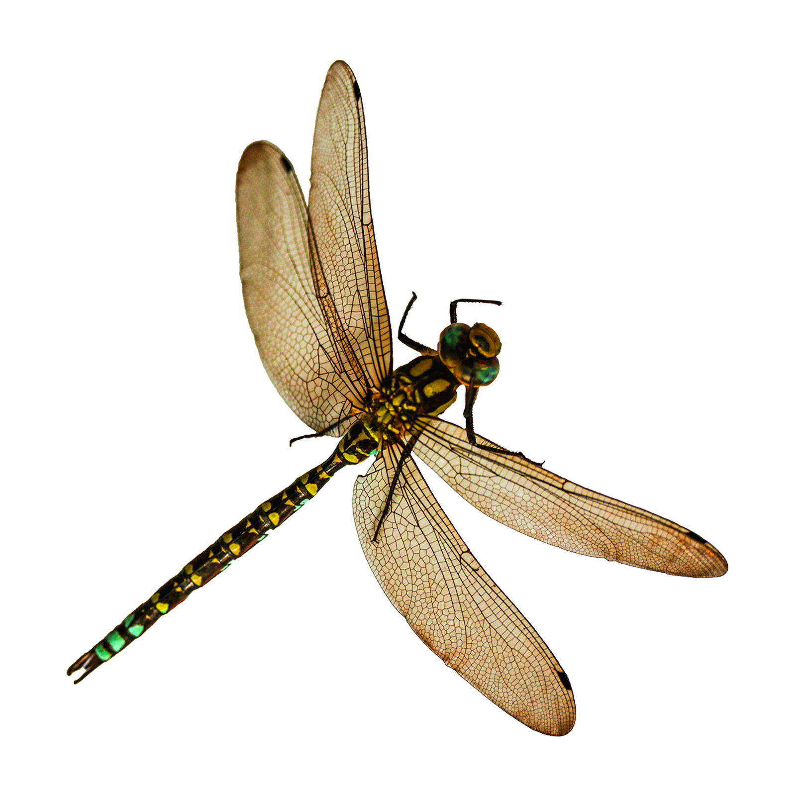Dragonfly Transparent Clipart