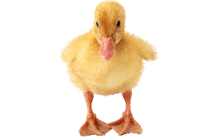 Duckling PNG