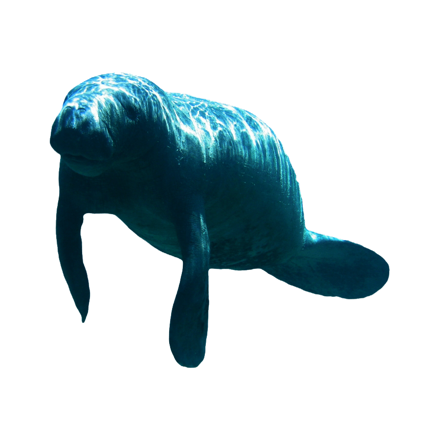 Dugong Transparent Picture