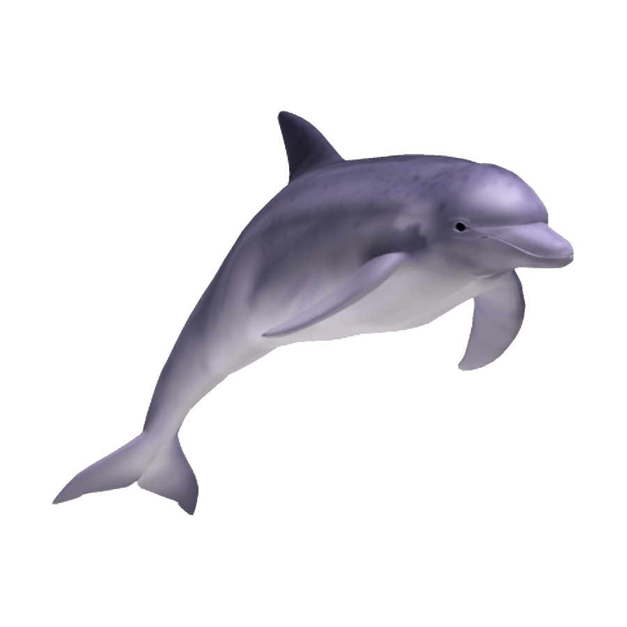 Dusky Dolphin Transparent Photo