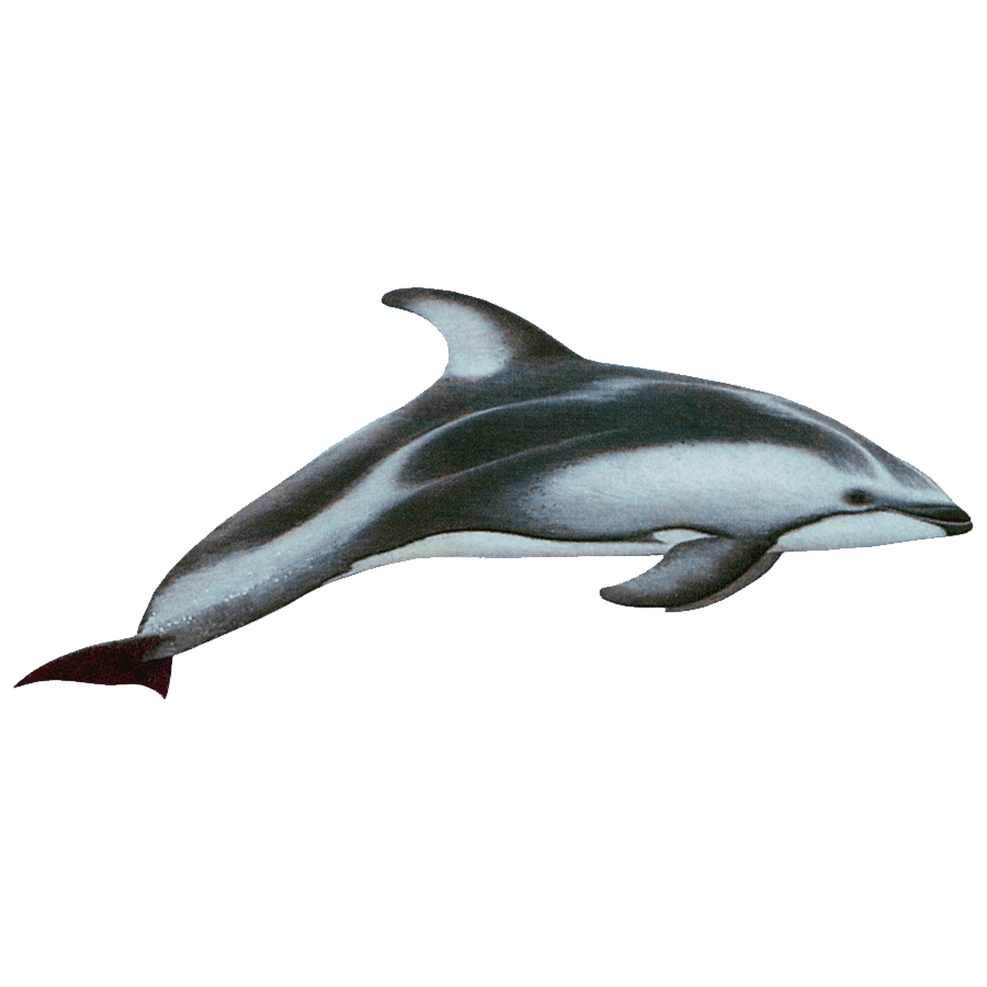 Dusky Dolphin Transparent Clipart