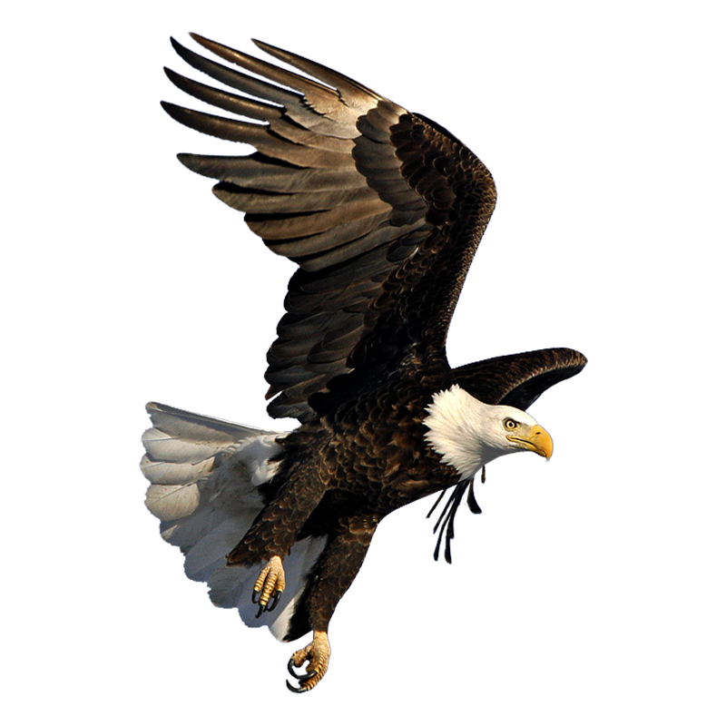 Eagle Transparent Photo
