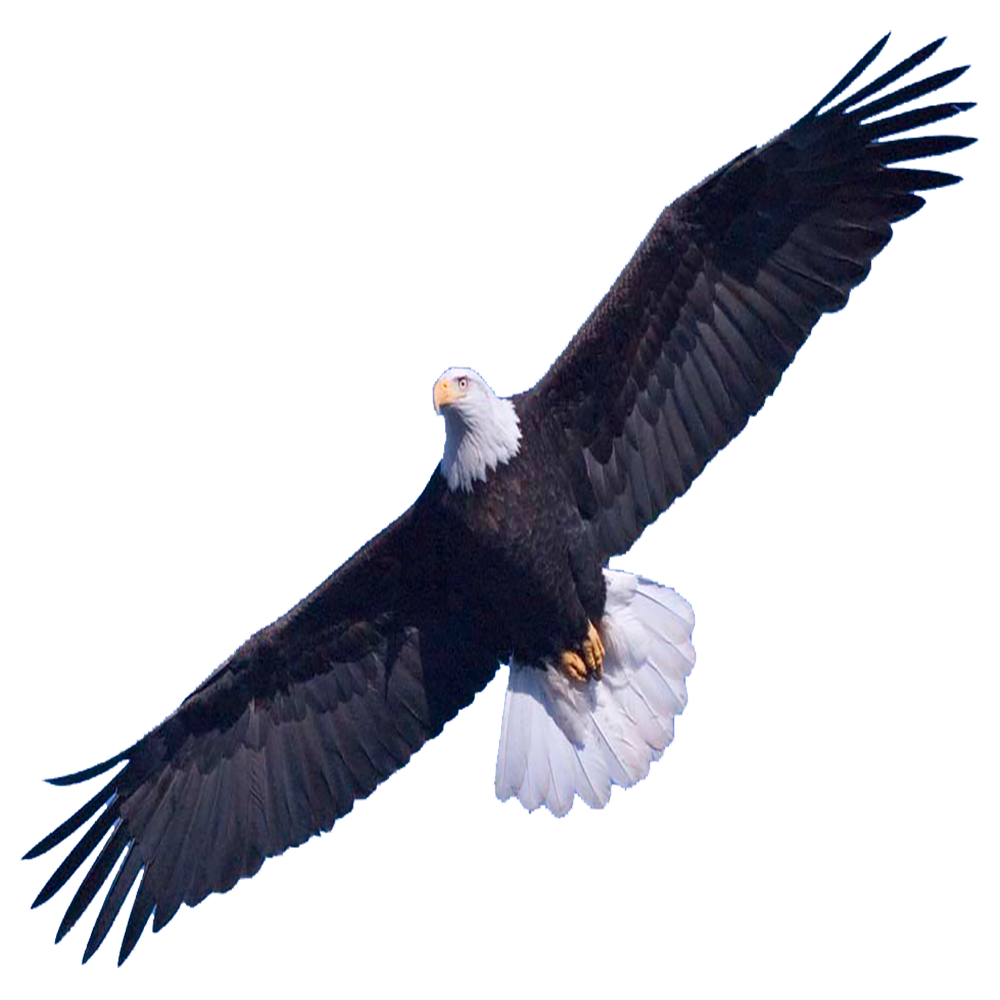 Eagle Transparent Picture