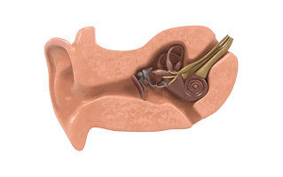 Ear Anatomy