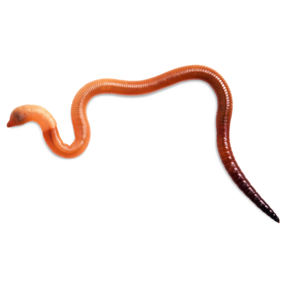 Earth Worms Transparent Photo