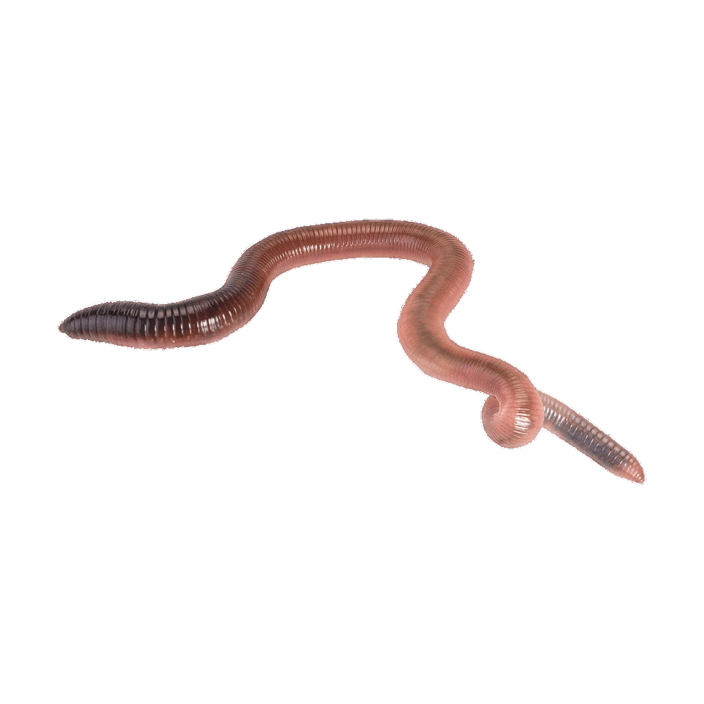 Earth Worms Transparent Clipart