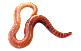 Earth Worms PNG