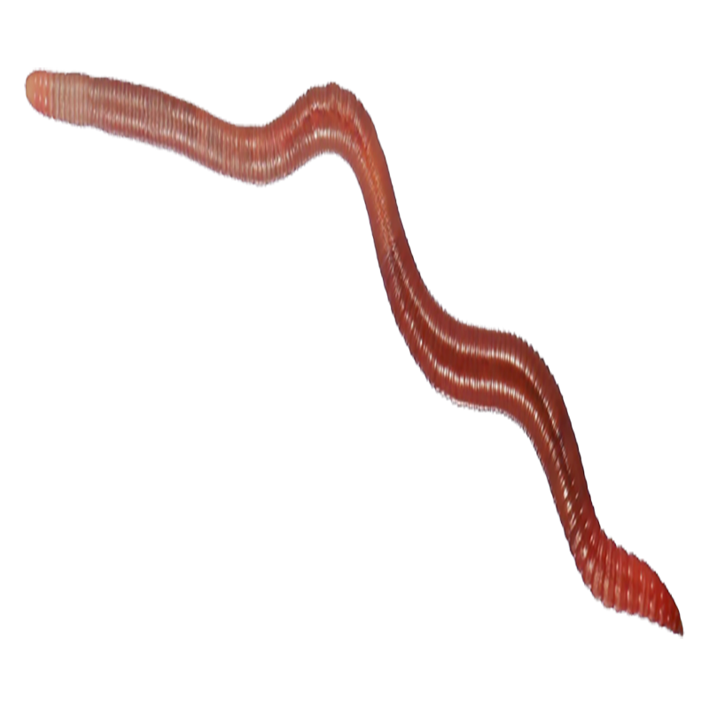 Earthworm Transparent Photo