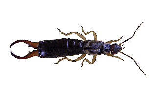 Earwig PNG